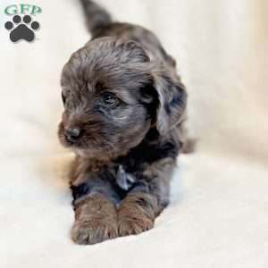 REMY, Mini Aussiedoodle Puppy